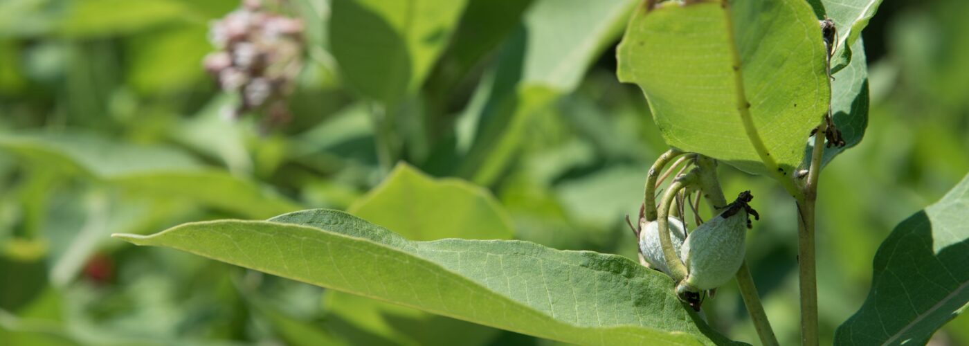 Bugs on greens