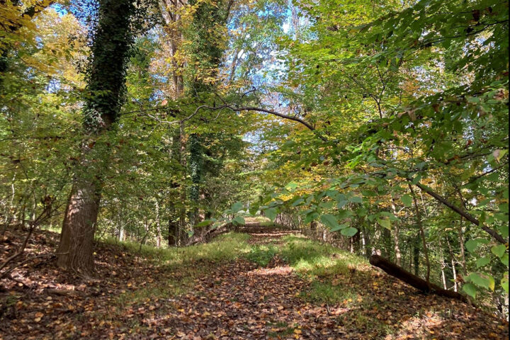 A beautiful trail surrounded by green tree canopy