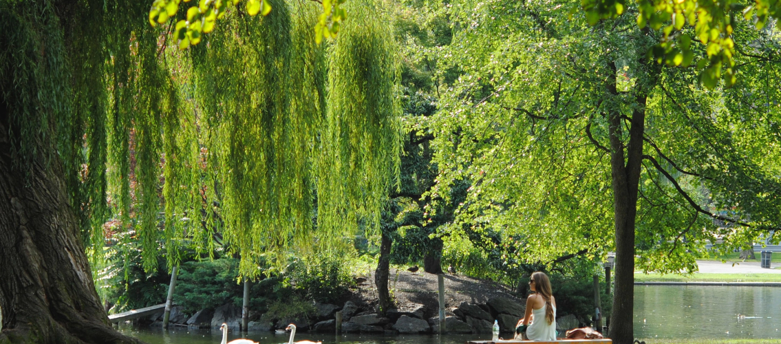 woman watching swans in a pond at the park