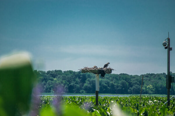 Bird in manmade nest along the river.