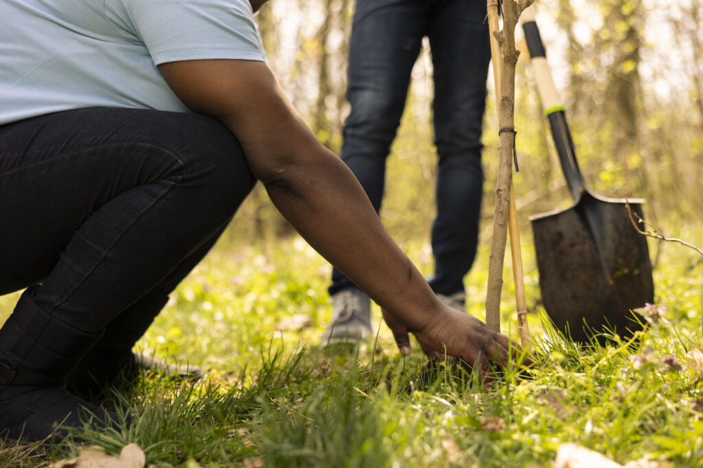 Hands planting a sapling tree.
