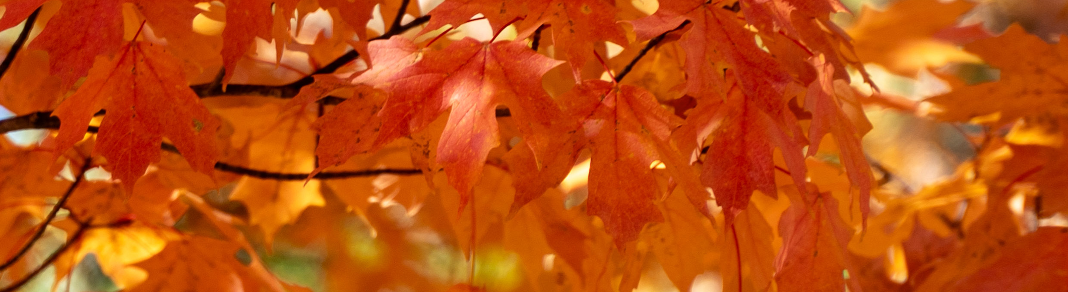 Bright orange maple tree leaves.