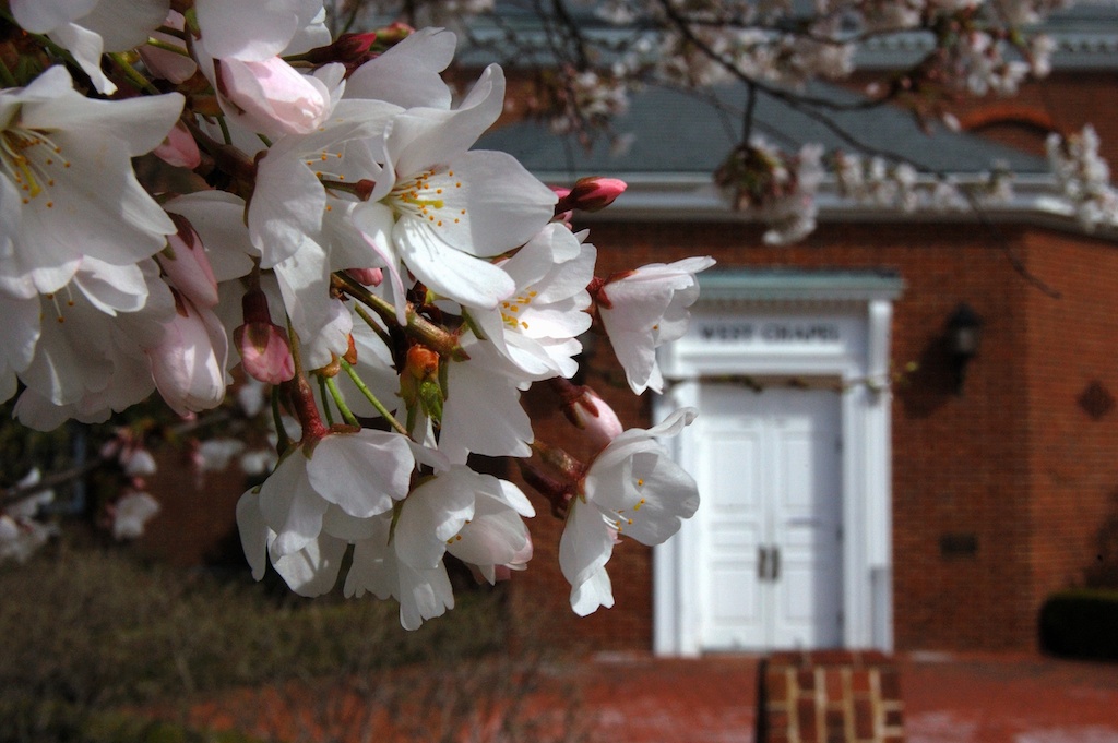Cherry Blossom branches