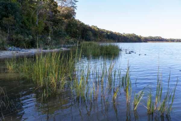 Tree-lined shore with marsh grasses