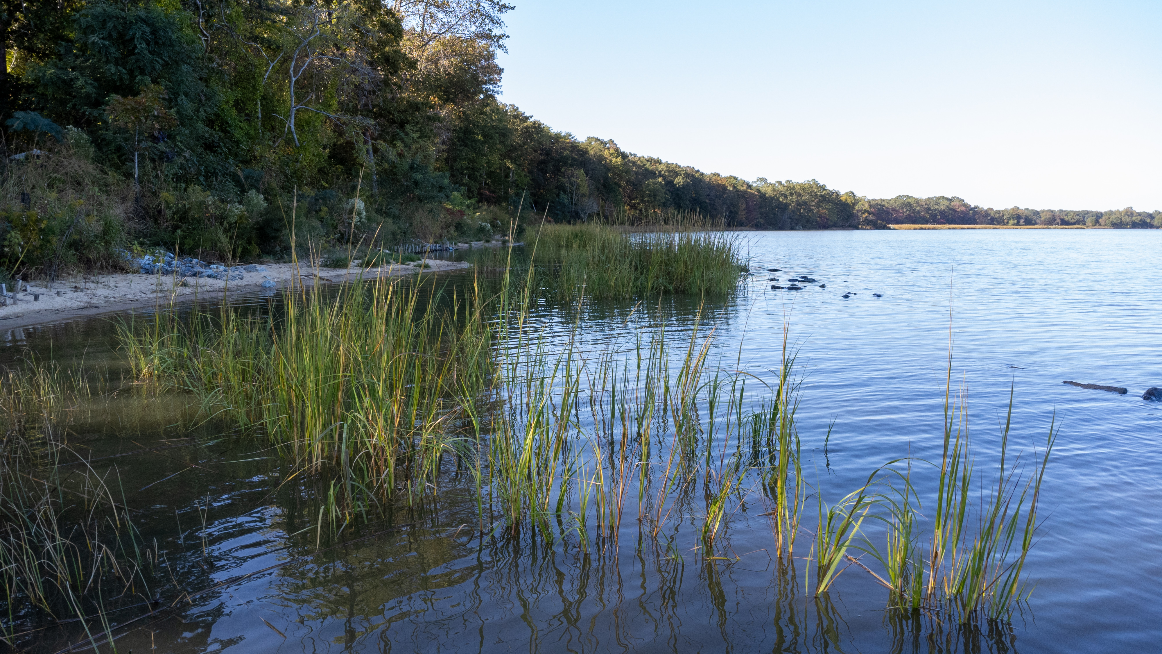 Tree-lined shore with marsh grasses