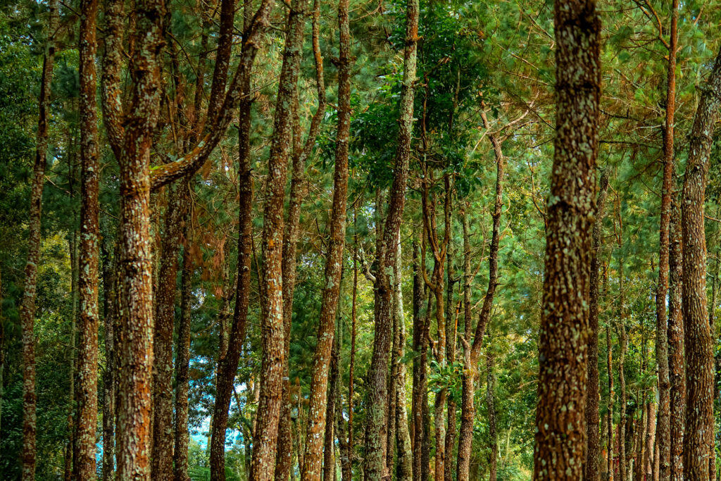 Photo of Tall Lush Pine Trees.